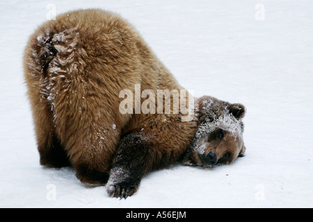 Braunbär Ursus arctos Gehege Zoo Bad Mergentheim Baden Württemberg Foto Stock