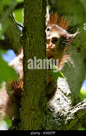 Eichhörnchen Sciurus vulgaris scoiattolo rosso ißt einen Nuss mangiando un dado Foto Stock