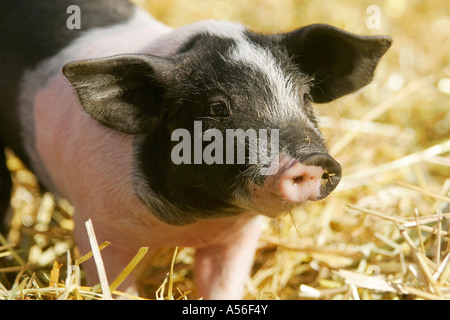 Hallisches Schwein Ferkel Foto Stock