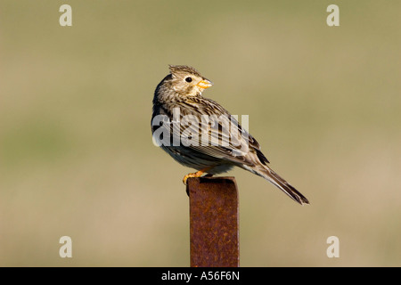 Corn Bunting Miliaria calandra un terreno coltivato specie di uccelli Foto Stock