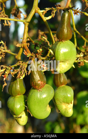 Frutti di anacardi tree excelsum occidentale L. Foto Stock