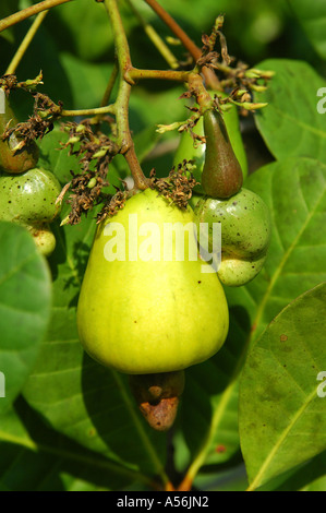 Frutti di anacardi tree excelsum occidentale L. Foto Stock