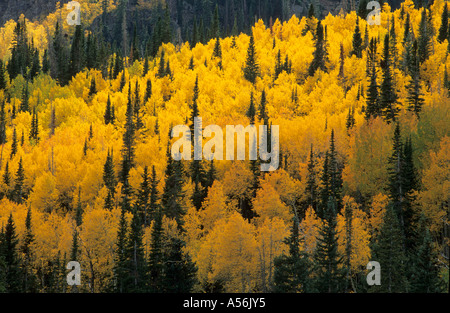 Caduta la foresta colorata in Wasatch Range, Skyline Drive, Utah, Stati Uniti d'America Foto Stock