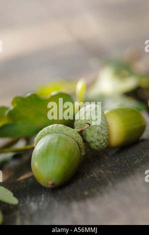 Due frutti ghianda, vista di inclinazione Foto Stock