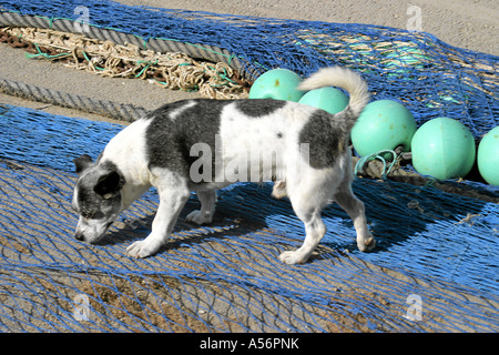 Mallorca Ballearen Spagna Foto Stock