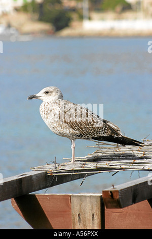 Mallorca Ballearen Spagna Foto Stock