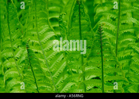 Rippenfarn Blechnum spicant Foto Stock