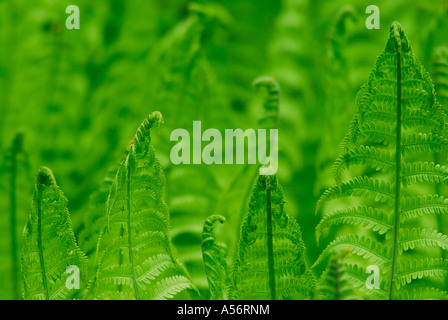 Rippenfarn Blechnum spicant Foto Stock