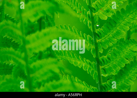 Rippenfarn Blechnum spicant mit Wassertropfen Foto Stock