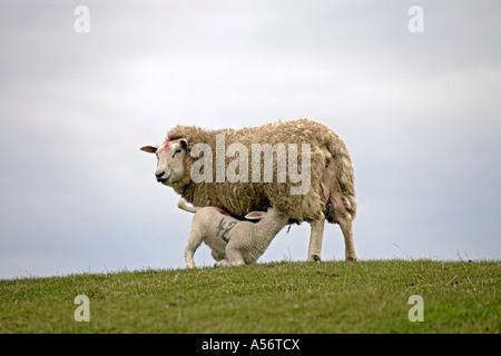 Hausschaf mit Lamm Ovini domestici con agnello Foto Stock