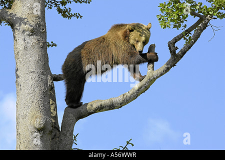 Europaeischer Braunbaer marrone europeo Baer Foto Stock