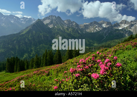 Rose Alpine Rhododendron ferrugineum in piena fioritura a Fellhorn con vista Kanzelwand Allgaeu Baviera Germania Foto Stock