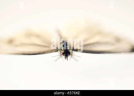 Large White Butterfly Sarcococca Brassicae Foto Stock