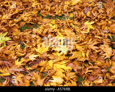 Foglie di acero in autunno sul suolo della foresta Foto Stock