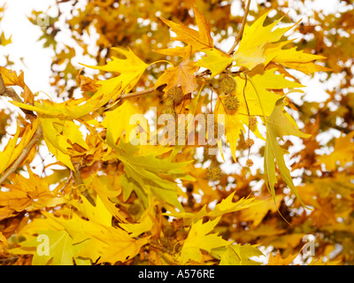Sicomoro in autunno Foto Stock
