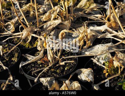 Piante morte in vasi per piante Foto Stock