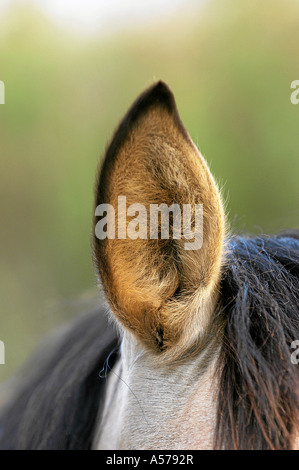 Paso Peruano Cavallo Foto Stock