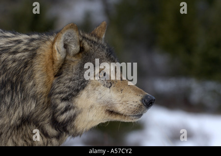 Ritratto di un legname Wolf Canis lupus captive USA Foto Stock