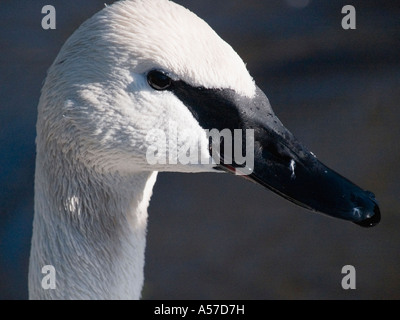 La testa di un trumpeter swan, uno dei più grandi uccelli del mondo. Foto Stock
