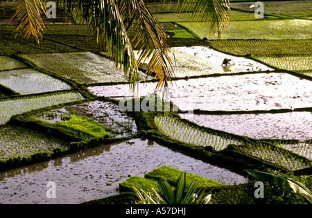 Vista rialzata solo contadino che lavora in risaie terrazzate inondate che riflettono la luce del pomeriggio, incorniciato da fronde di palme nel nord di Sumatra, IIndonesia Foto Stock