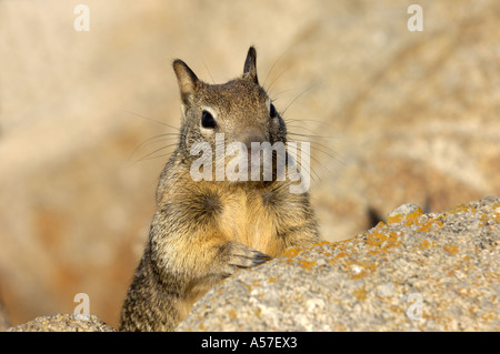 Massa californiano scoiattolo Citellus beecheyi Monterey Bay USA Foto Stock