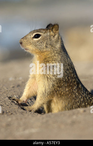 Massa californiano scoiattolo Citellus beecheyi in ingresso al foro Monterey USA Foto Stock