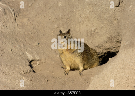 Massa californiano scoiattolo Citellus beecheyi all'entrata burrow Monterey USA Foto Stock