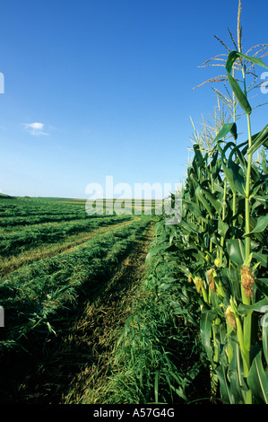 IOWA campo di mais a fine estate. Esempio di agricoltura di striscia. Foto Stock