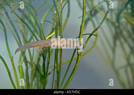 Liscia o tritone comune Triturus vulgaris Foto Stock