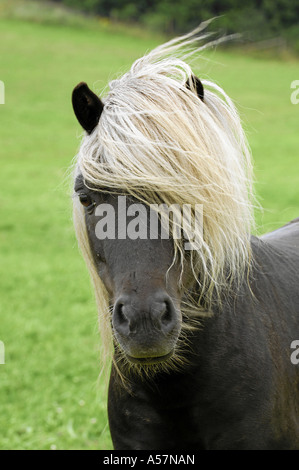 Miniatura Shetlandpony Mini Shetty Foto Stock