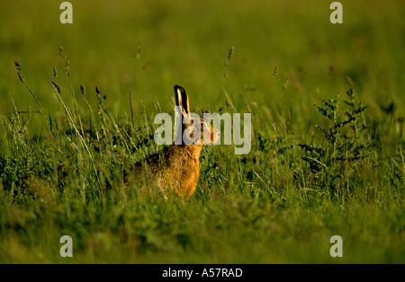 European Brown Hare Lepus europaeus, adulto in piedi tra prateria, Nottinghamshire, Regno Unito Foto Stock