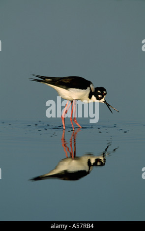 Nero- colli Stilt Himantopus mexicanus,adulti coppia prioir legame di coniugato,Texas, Stati Uniti d'America Foto Stock