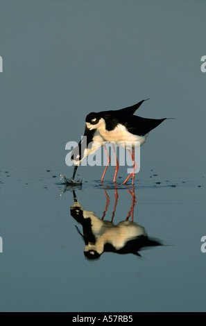 Nero- colli Stilt Himantopus mexicanus,adulti coppia prioir legame di coniugato,Texas, Stati Uniti d'America Foto Stock