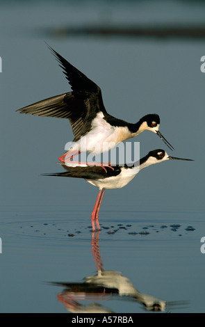 Nero- colli Stilt Himantopus mexicanus,adulti coniugate in un pool,Texas, Stati Uniti d'America Foto Stock