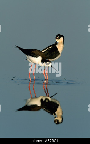 Nero- colli Stilt Himantopus mexicanus,adulti coppia prioir legame di coniugato,Texas, Stati Uniti d'America Foto Stock