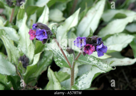 Pulmonaria Diana Clare Foto Stock