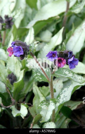 Pulmonaria Diana Clare Foto Stock