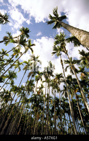 Le palme si allunga verso il cielo in Srimangal Bangladesh Foto Stock