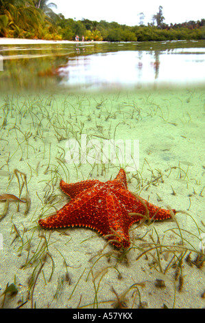 Stella di mare e spiaggia a Bocas del Toro sul lato caraibico del Panama Foto Stock