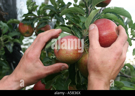 Le due mani sono la raccolta di mele da un albero Foto Stock