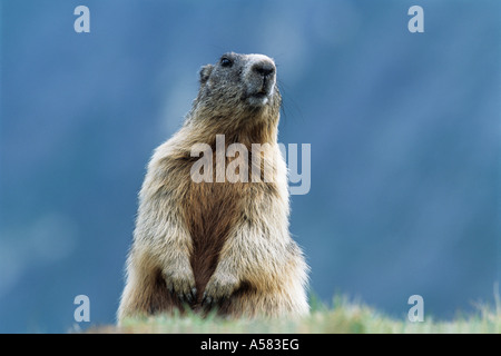 Alpine marmotta (Marmota marmota) seduto e guardandosi intorno, Hohe Tauer National Park, Austria Foto Stock