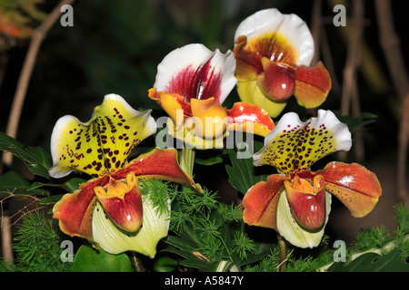 Lady Pantofola Paphiopedilum insigne orchidee Foto Stock