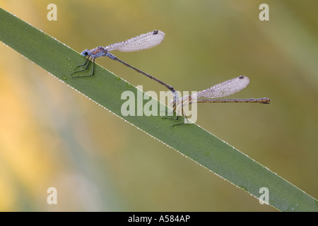 Damselfly smeraldo (Lestes sponsa) Foto Stock