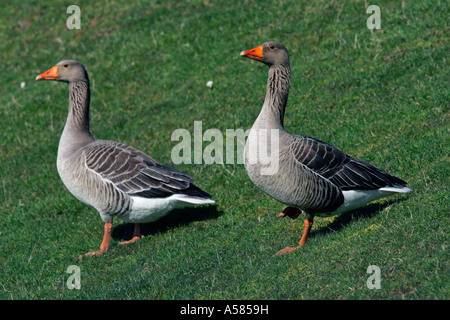 Vigile oche grigie - coppia che lo standig su una diga (Anser anser) Foto Stock