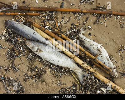 Morto pesci arenati sulla spiaggia Foto Stock