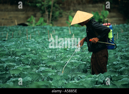 Agricoltore in abiti tradizionali e hat colture di spruzzatura di Linh Altipiani Centrali del Vietnam Foto Stock
