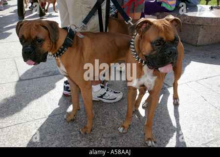 Miami Florida,Bayfront Park,Purina Walk per gli animali,fundraiser,corporate,sponsor animale,boxer dogs,guinzaglio,visitatori viaggio turistico Foto Stock