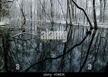 Coperta di neve alberi in boschi di Busey Illinois Foto Stock