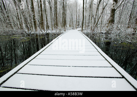 Coperta di neve alberi in boschi di Busey Illinois Foto Stock