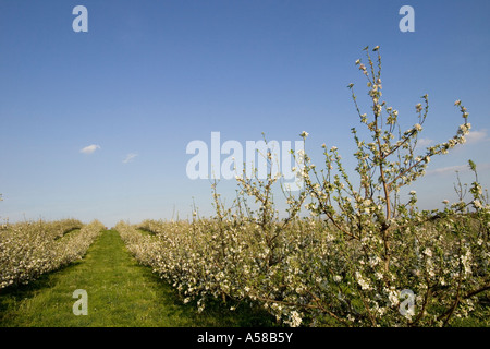 Fiori di Apple in un frutteto di Southern Illinois Foto Stock
